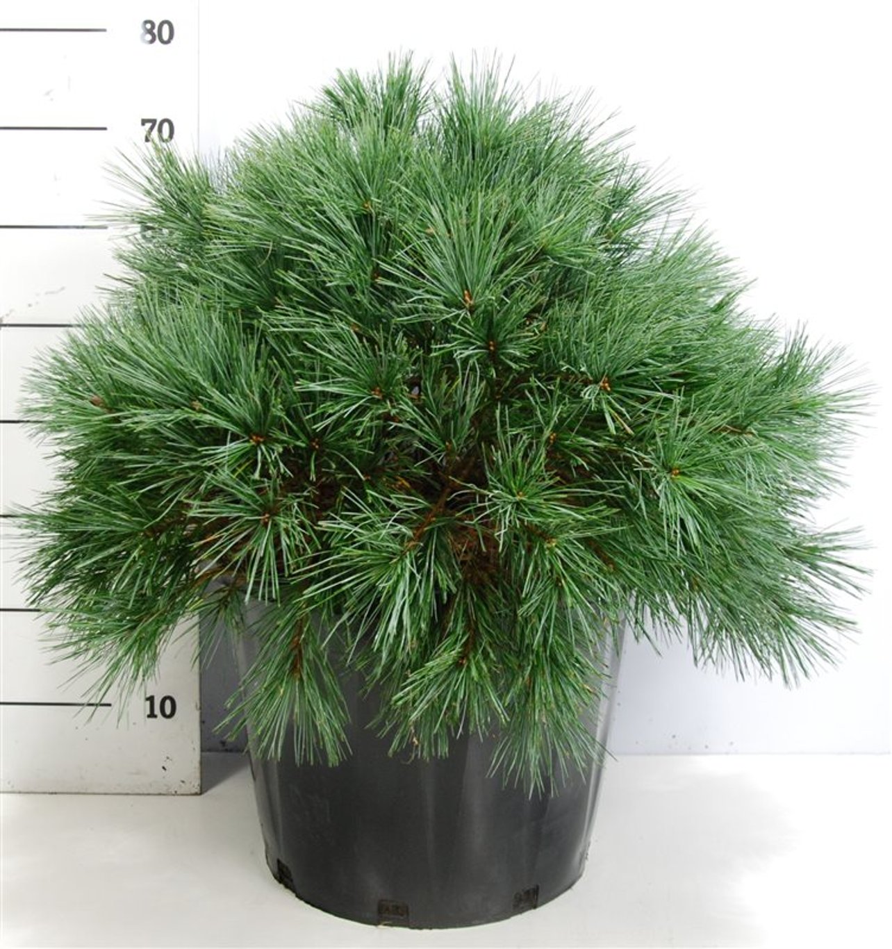 Pinus strobus 'Bergman's Mini' - C25 50-60 CM